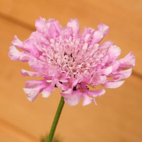 Scabiosa 'Flutter Rose Pink' 3 Litre